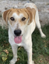 ROXI, Hund, Mischlingshund in Griechenland - Bild 10