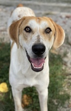 ROXI, Hund, Mischlingshund in Griechenland - Bild 13