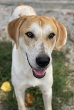 ROXI, Hund, Mischlingshund in Griechenland - Bild 14