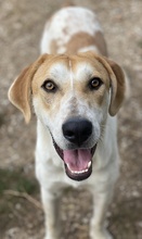 ROXI, Hund, Mischlingshund in Griechenland - Bild 2