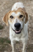 ROXI, Hund, Mischlingshund in Griechenland - Bild 3