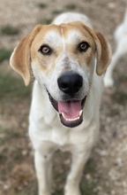 ROXI, Hund, Mischlingshund in Griechenland - Bild 5