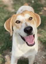 ROXI, Hund, Mischlingshund in Griechenland - Bild 6