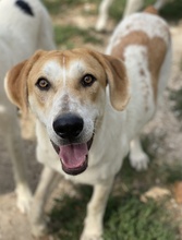 ROXI, Hund, Mischlingshund in Griechenland - Bild 7