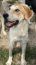 ROXI, Hund, Mischlingshund in Griechenland - Bild 8
