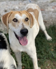 ROXI, Hund, Mischlingshund in Griechenland - Bild 9