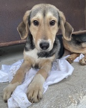 STORMY, Hund, Mischlingshund in Griechenland - Bild 11