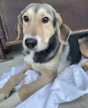 STORMY, Hund, Mischlingshund in Griechenland - Bild 14
