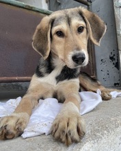 STORMY, Hund, Mischlingshund in Griechenland - Bild 2