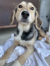 STORMY, Hund, Mischlingshund in Griechenland - Bild 20