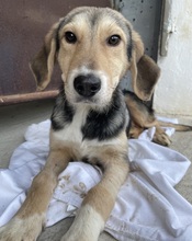STORMY, Hund, Mischlingshund in Griechenland - Bild 21