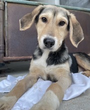 STORMY, Hund, Mischlingshund in Griechenland - Bild 4