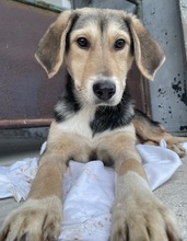 STORMY, Hund, Mischlingshund in Griechenland - Bild 5