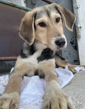 STORMY, Hund, Mischlingshund in Griechenland - Bild 6