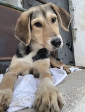 STORMY, Hund, Mischlingshund in Griechenland - Bild 9
