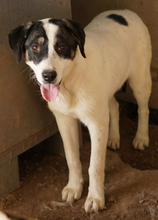 THUNDERY, Hund, Mischlingshund in Griechenland - Bild 10