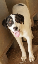 THUNDERY, Hund, Mischlingshund in Griechenland - Bild 11