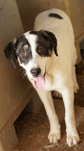 THUNDERY, Hund, Mischlingshund in Griechenland - Bild 12