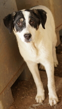 THUNDERY, Hund, Mischlingshund in Griechenland - Bild 13