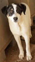 THUNDERY, Hund, Mischlingshund in Griechenland - Bild 14