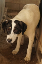THUNDERY, Hund, Mischlingshund in Griechenland - Bild 15