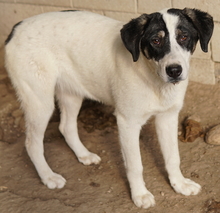 THUNDERY, Hund, Mischlingshund in Griechenland - Bild 16