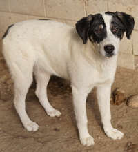 THUNDERY, Hund, Mischlingshund in Griechenland - Bild 17