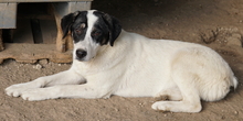 THUNDERY, Hund, Mischlingshund in Griechenland - Bild 20