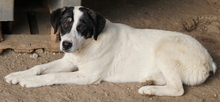 THUNDERY, Hund, Mischlingshund in Griechenland - Bild 21