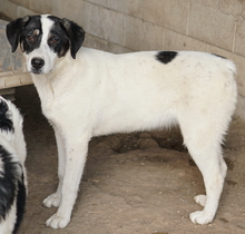 THUNDERY, Hund, Mischlingshund in Griechenland - Bild 22