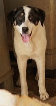 THUNDERY, Hund, Mischlingshund in Griechenland - Bild 23
