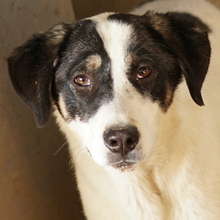 THUNDERY, Hund, Mischlingshund in Griechenland - Bild 8