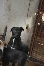 TROPICA, Hund, Mischlingshund in Bulgarien - Bild 3