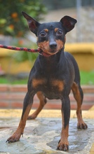 BICHOTA, Hund, Zwergpinscher in Springe