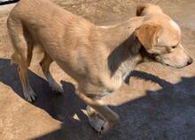 ZIGULI, Hund, Mischlingshund in Italien - Bild 15