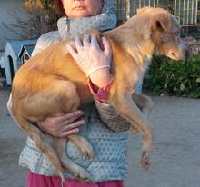 ZIGULI, Hund, Mischlingshund in Italien - Bild 18