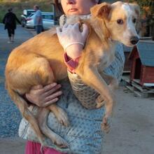 ZIGULI, Hund, Mischlingshund in Italien - Bild 19