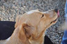 ZIGULI, Hund, Mischlingshund in Italien - Bild 2