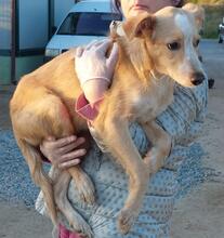 ZIGULI, Hund, Mischlingshund in Italien - Bild 24