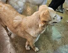 ZIGULI, Hund, Mischlingshund in Italien - Bild 28
