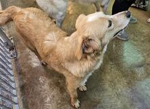 ZIGULI, Hund, Mischlingshund in Italien - Bild 29