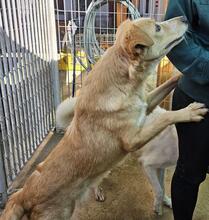 ZIGULI, Hund, Mischlingshund in Italien - Bild 33