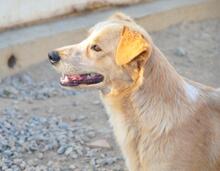 ZIGULI, Hund, Mischlingshund in Italien - Bild 41