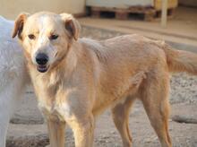 ZIGULI, Hund, Mischlingshund in Italien - Bild 42
