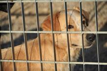 ZIGULI, Hund, Mischlingshund in Italien - Bild 43
