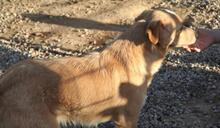 ZIGULI, Hund, Mischlingshund in Italien - Bild 44