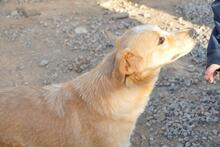 ZIGULI, Hund, Mischlingshund in Italien - Bild 47