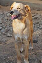 ZIGULI, Hund, Mischlingshund in Italien - Bild 48
