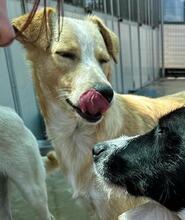 ZIGULI, Hund, Mischlingshund in Italien - Bild 5