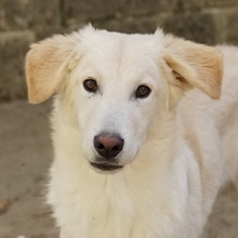 JAMESBOND, Hund, Mischlingshund in Griechenland - Bild 1